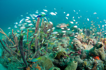 Juvenile Cotonwick Grunts swimming on a reef