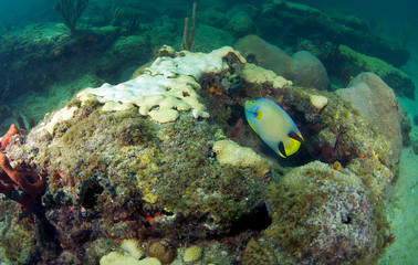 Fototapeta na wymiar Blue Angelfish on a reef.