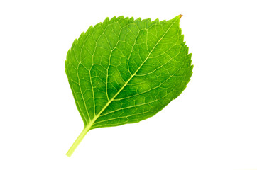 Obraz premium 葉