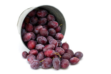 Many fresh plums in metallic can on white background