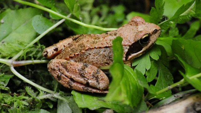 Springfrosch, Rana dalmatina