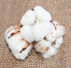 Cotton