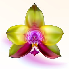Purple-green Orchid Flower on Colorful Background