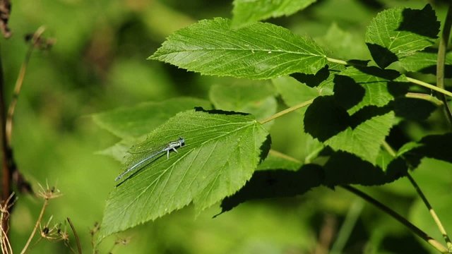 Hufeisen-Azurjungfer,Coenagrion puella