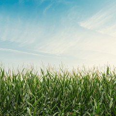 Corn Field on Cloudy Sky