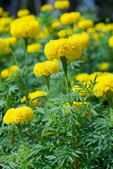 Marigold flower garden