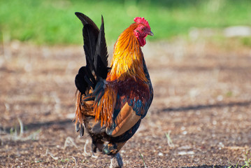 Rooster