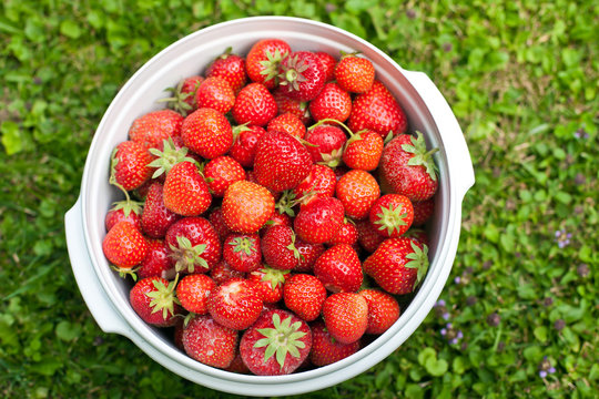 Bowl of strawberries