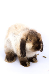 Bunny Holland Lop