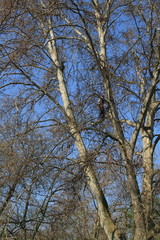 Obraz premium Baumschnitt