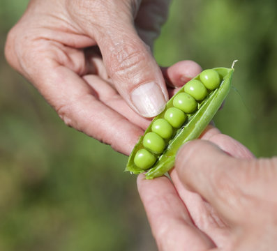 Woman Hand Hold Cracked Pea Pod
