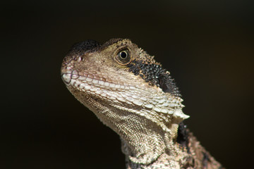 Australian Water Dragon