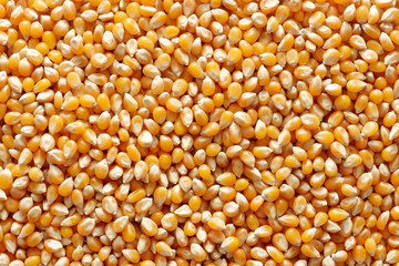 corn background
