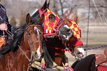 chariot racing