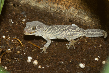 Fototapeta premium Gecko