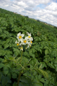 Fleur de pomme de terre.