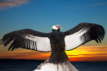 Obraz premium Andean condor against sunset sky background