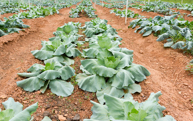 Growing Chinese kale in the vegetable garden