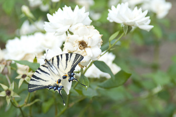 Butterfly Papilio Machaon on a white rose bush