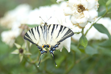 Butterfly Papilio Machaon on a white rose bush