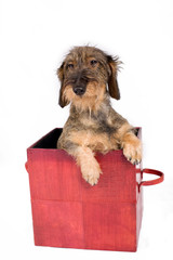 Sorpresa cane bassotto © Gianfranco Bella