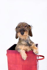 Sorpresa cagnolino © Gianfranco Bella