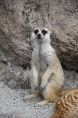 ミーアキャット