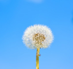 dandelion on the blue sky background