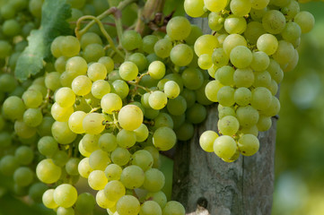 Weinreben 12.015