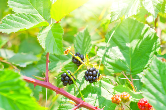 blackberry bush with ripe and unripe berries