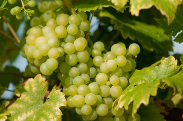 Weinreben 12.004