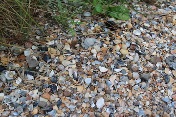 Muscheln von der Nordsee