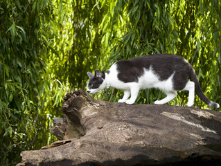 cute cat outdoors in park