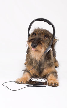 Bassotto che ascolta musica mp3