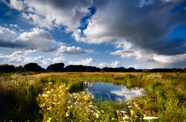 summer pasture with wild pond