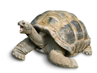 Obraz premium Tierportrait einer Riesenschildkröte