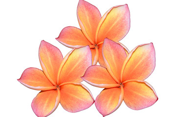 Fototapeta na wymiar Two tone plumeria flower on white background.