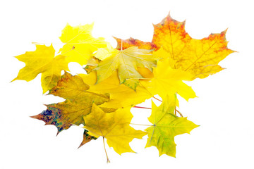 Heap of autumn leaves isolated on white