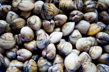 mariscos frutos do mar