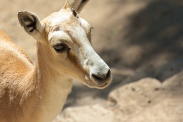 Cute young goitered gazelle looking suspicious