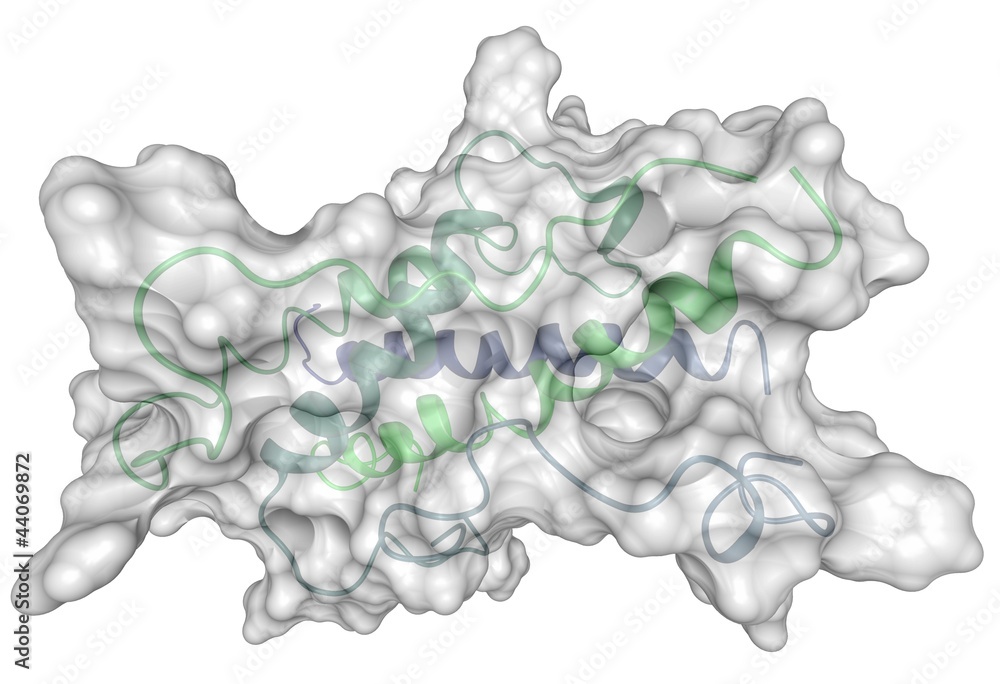 Wall mural Human growth hormone (HGH) - chemical structure