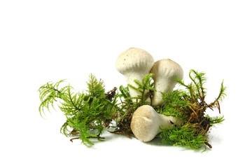 Mushroom - common puffball,  isolated