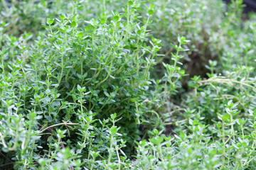 thym