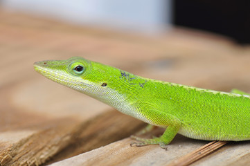 Carolina Anole Lizard