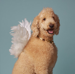 cute angel poodle