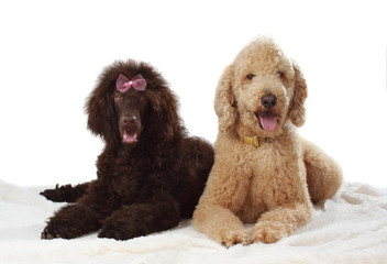 two royal poodle