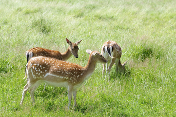 rehe 69
