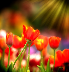 Colorful tulips with morning light.