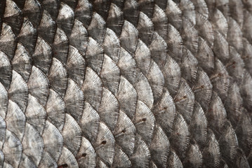 Fish scales background
