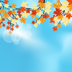 Naklejka na ściany i meble Autumn maples